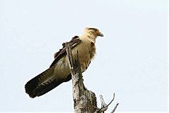 Yellow-headed Caracara